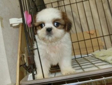 シーズー【長崎県・男の子・2017年7月2日・ホワイト&ゴールド】の写真「両親はとても小ぶりです。」