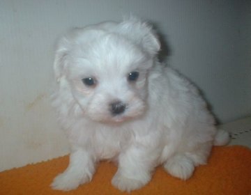 マルチーズ【長崎県・男の子・2012年11月22日・ホワイト】の写真「」