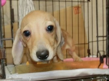 ミニチュアダックスフンド(スムース)【長崎県・女の子・2016年8月20日・シェイデッドクリーム】の写真「手入れがとても簡単。かわいいダックスです。」