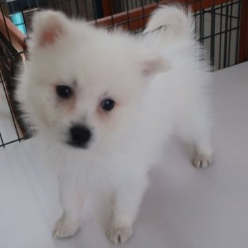 日本スピッツ【長崎県・男の子・2024年1月7日・ホワイト】の写真「純白の日本スピッツ」
