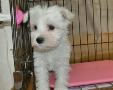 ミニチュアシュナウザー【長崎県・女の子・2019年1月12日・ホワイト】の写真「小ぶりで珍しいホワイトのシュナちゃんです。」