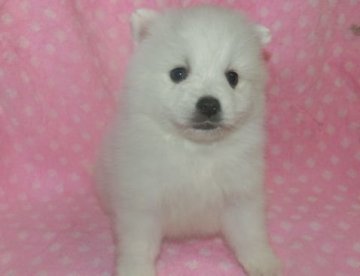 日本スピッツ【長崎県・男の子・2017年11月20日・ホワイト】の写真「純白の可愛いスピッツです。」