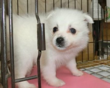 日本スピッツ【長崎県・女の子・2020年3月3日・ホワイト】の写真「純白の日本スピッツ【キャッシュレス決済5％還元】」