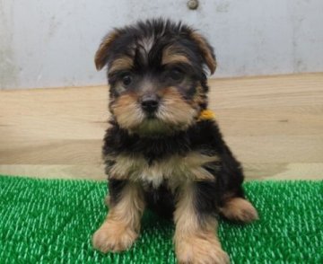 ヨークシャーテリア【長崎県・男の子・2022年3月21日・スチールブルータン】の写真「人懐っこい可愛い女の子」