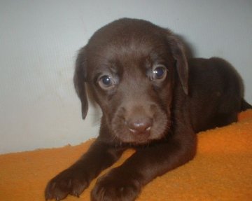 ラブラドールレトリバー【長崎県・女の子・2012年7月11日・チョコレート】の写真「」
