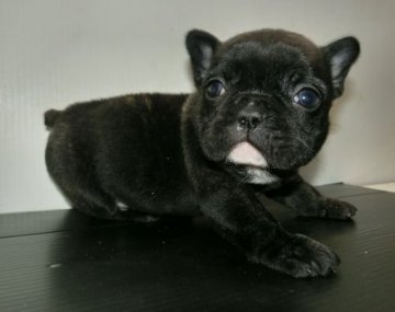 フレンチブルドッグ【長崎県・男の子・2014年11月26日・ブリンドル】の写真「小ぶりの超かわいいフレブルちゃん」