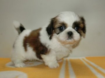 シーズー【長崎県・女の子・2016年12月11日・ホワイト&ゴールド】の写真「可愛い女の子」