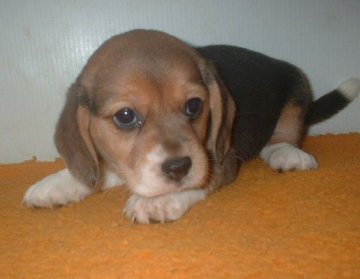 ビーグル【長崎県・女の子・2013年5月19日・ハウンドカラー】の写真「１３インチの可愛い女の子」