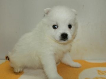 日本スピッツ【長崎県・男の子・2016年11月17日・ホワイト】の写真「純白の可愛いスピッツです。」