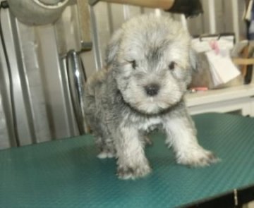 ミニチュアシュナウザー【長崎県・男の子・2021年11月16日・ソルト&ペッパー】の写真「小ぶりなシュナウザー」