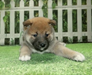 柴犬(標準サイズ)【長崎県・男の子・2021年11月12日・赤】の写真「とても穏やかで可愛い子です。」