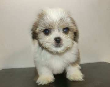 シーズー【長崎県・男の子・2014年8月17日・ホワイト&ゴールド】の写真「小ぶりで可愛い男の子」