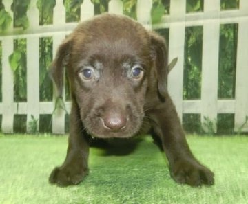ラブラドールレトリバー【長崎県・女の子・2021年8月17日・チョコレート】の写真「とても可愛い女の子」