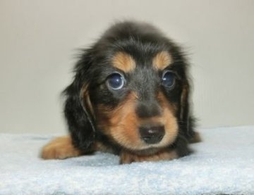 ミニチュアダックスフンド(ロング)【長崎県・女の子・2018年4月29日・ブラックタン】の写真「とても可愛いダックスフンドの男の子」