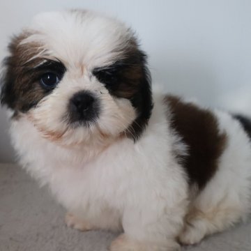 シーズー【長崎県・男の子・2023年12月4日・ブラウン&ホワイト】の写真「モコモコのぽっちゃり顔です。」