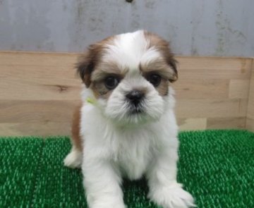 シーズー【長崎県・女の子・2022年3月21日・ホワイト&ゴールド】の写真「モコモコのぽっちゃり顔です。」