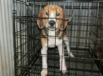 ビーグル【長崎県・男の子・2016年5月2日・ハウンドカラー】の写真「１３インチビーグルの可愛い子」