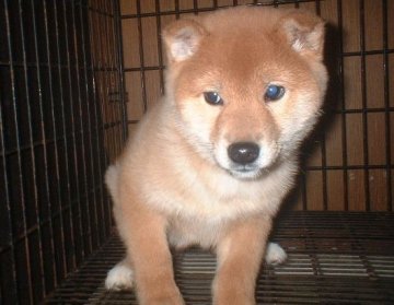 柴犬(標準サイズ)【長崎県・男の子・2012年10月22日・赤】の写真「」