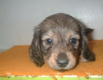 ミニチュアダックスフンド(ロング)【長崎県・女の子・2013年4月15日・シェイデッドクリーム】の写真「」