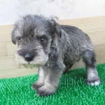 ミニチュアシュナウザー【長崎県・男の子・2022年7月5日・ソルト&ペッパー】の写真「小ぶりなシュナウザー」