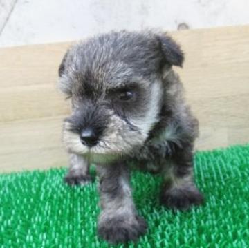 ミニチュアシュナウザー【長崎県・男の子・2022年7月5日・ソルト&ペッパー】の写真「小ぶりなシュナウザー」
