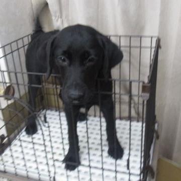 ラブラドールレトリバー【長崎県・女の子・2022年3月8日・ブラック】の写真「とても可愛い女の子」