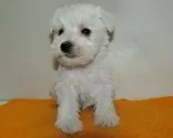 ミニチュアシュナウザー【長崎県・女の子・2016年1月4日・ホワイト】の写真1