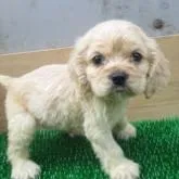 アメリカンコッカースパニエル【長崎県・女の子・2022年7月5日・バフ】の写真1