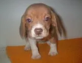 ビーグル【長崎県・男の子・2012年9月4日・レッド&ホワイト】の写真2