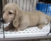 ミニチュアダックスフンド(ロング)【長崎県・男の子・2022年7月7日・イエロー】の写真3