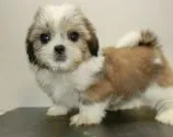 シーズー【長崎県・男の子・2014年8月17日・ホワイト&ゴールド】の写真4