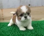 シーズー【長崎県・女の子・2022年3月21日・ホワイト&ゴールド】の写真5