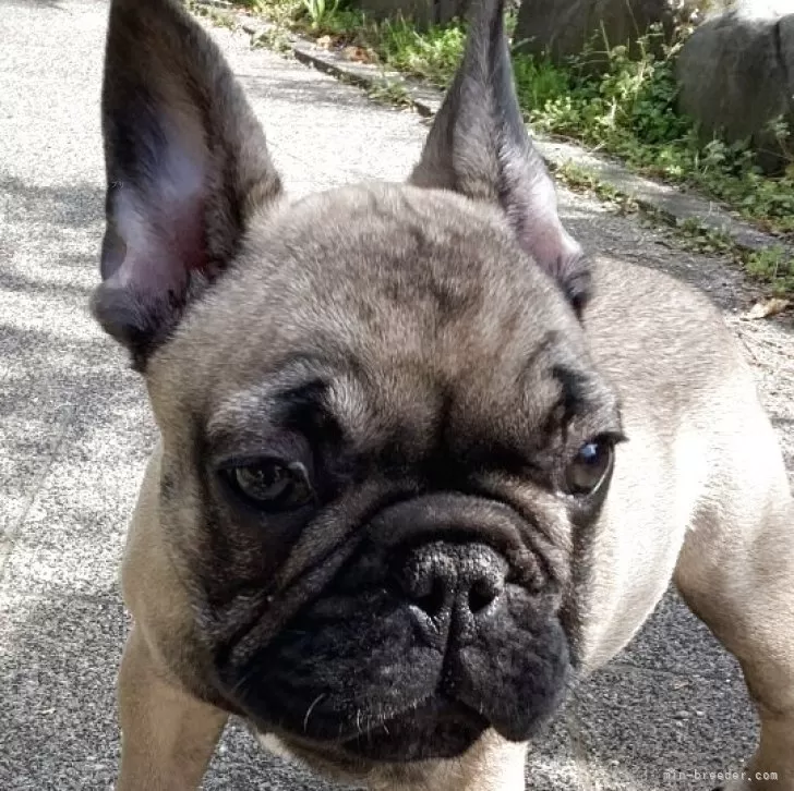 ID：2502-07051の子犬