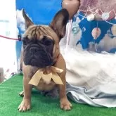 フレンチブルドッグ
