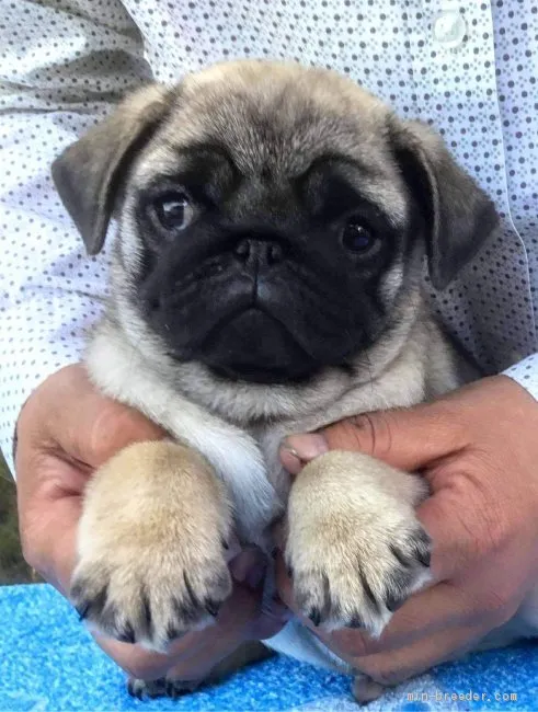 ID：2011-01883の子犬