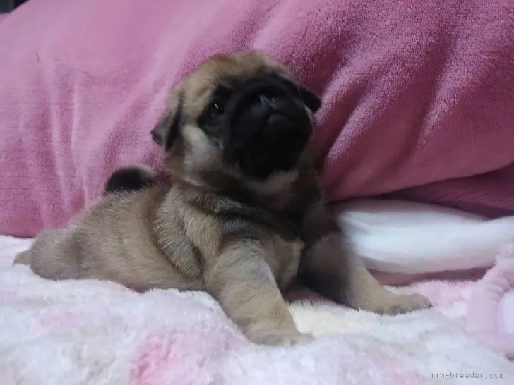 ID:1711-00452の子犬