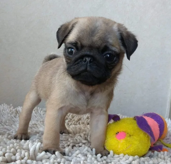Ju 様のお迎えした子犬