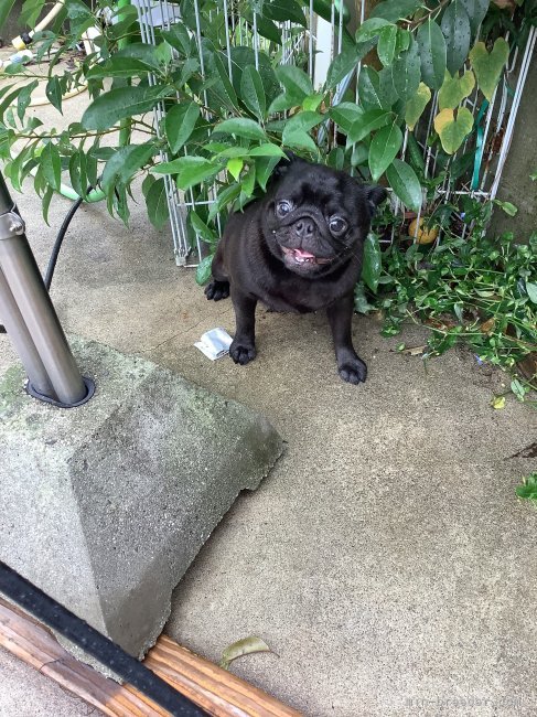 パグ【・女の子・2024年10月10日・ブラック】