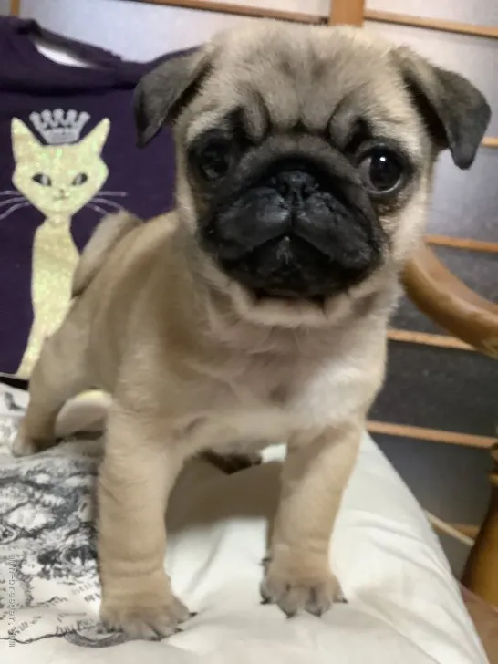 pony 様のお迎えした子犬