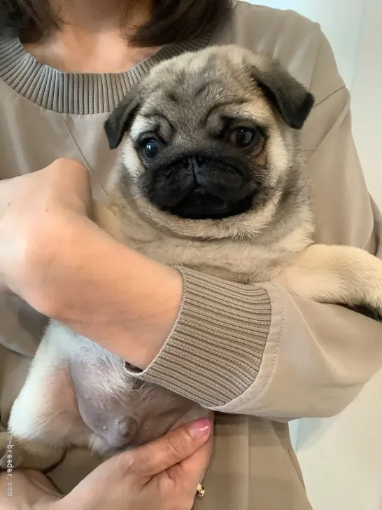さくら 様のお迎えした子犬
