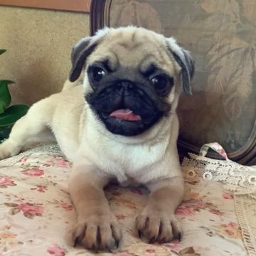 パグ【愛媛県・男の子・2022年5月20日・フォーン】の写真「父親チャンピオン犬　ボディは父親似です」