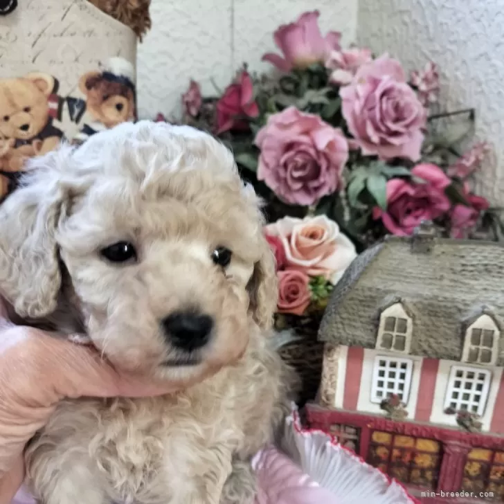 ID:2412-01431の子犬