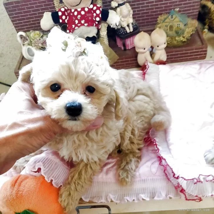 ID：2510-04266の子犬