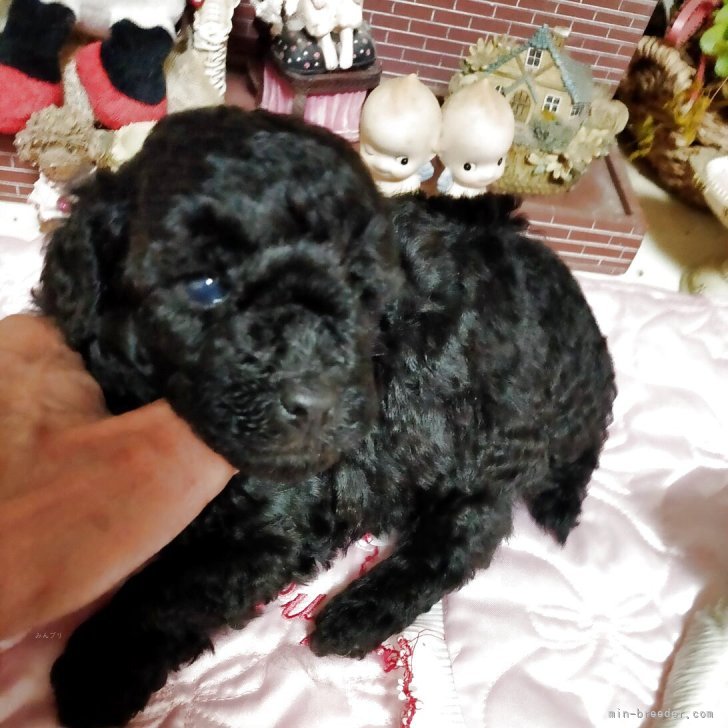 ブリーダー画像