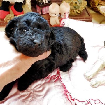 トイプードル(タイニー)【栃木県・女の子・2025年10月17日・ブラック】の写真「可愛くて貴重なブラック　ケイヒンミモト様系」