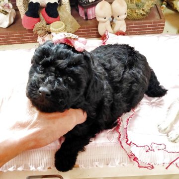トイプードル(タイニー)【栃木県・女の子・2025年10月17日・ブラック】の写真「可愛くて貴重なブラック　ケイヒンミモト様系」