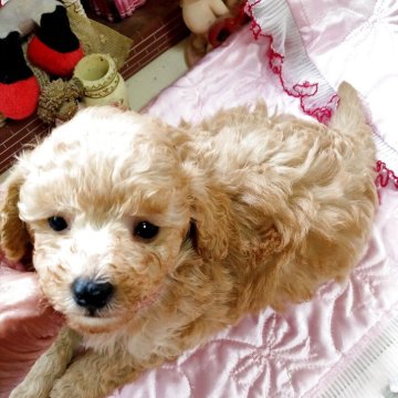 ティーカッププードル【栃木県・男の子・2025年9月7日・アプリコット】の写真「血統超優秀可愛い」