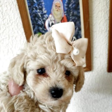 トイプードル(ティーカップ)【栃木県・男の子・2025年9月22日・クリーム】の写真「血統超優秀smash系可愛いい」