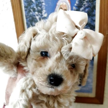 トイプードル(ティーカップ)【栃木県・男の子・2025年9月22日・シュ-クリーム】の写真「smash系血統優先で可愛い」