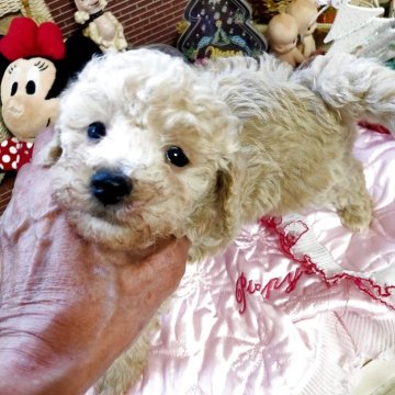 トイプードル(タイニー)【栃木県・男の子・2025年10月22日・アプリコット】の写真「血統スタンダード超こだわり可愛さ抜群」